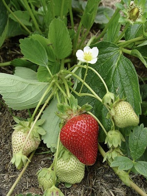 FRAGARIA Ozark Beauty Ever-bearing